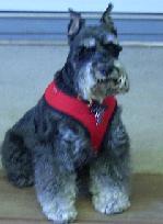 Site Mascot--Busby